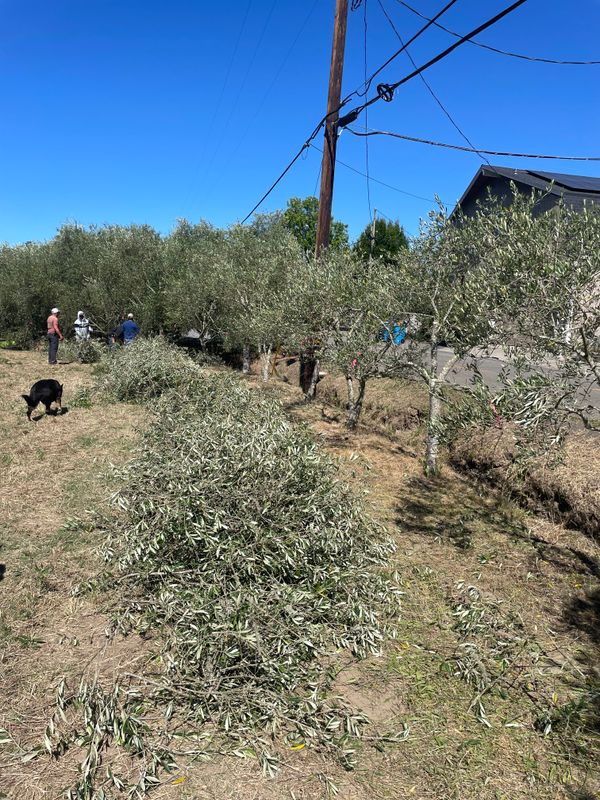 Olive Tree Care
