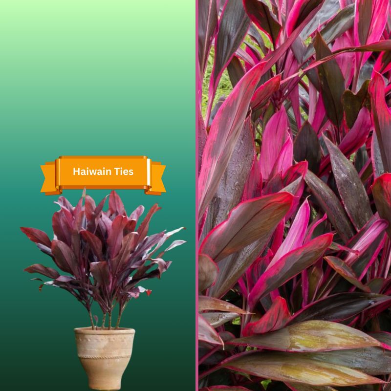 Plant Samples