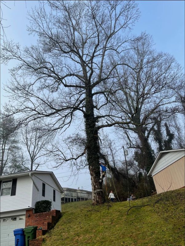 Tree Removal