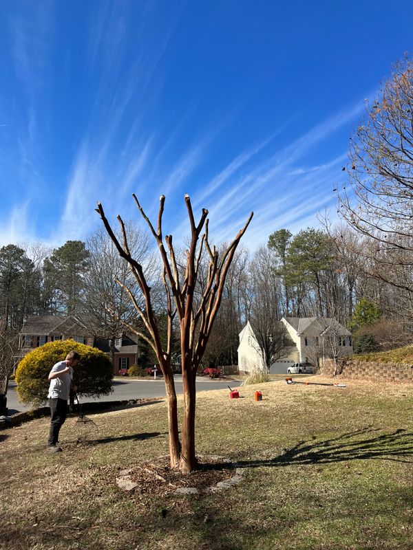 Shrub and tree Trimming