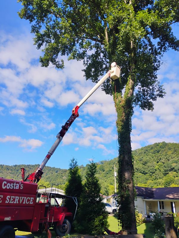 Tree Trimming