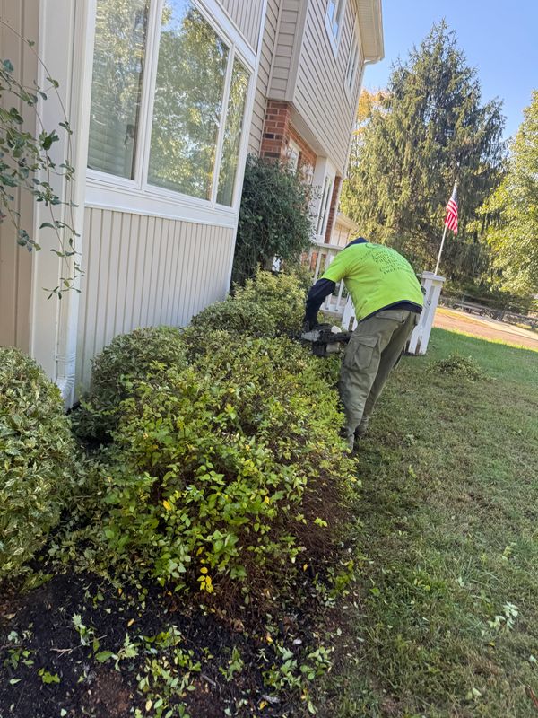Shrub Trimming