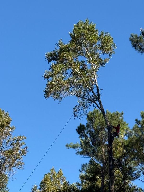 Tree Removal