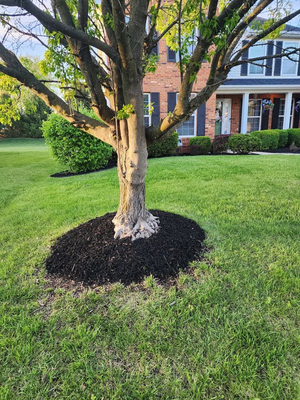 Tree & Shrub Care