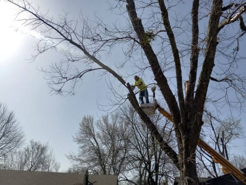 Tree Trimming