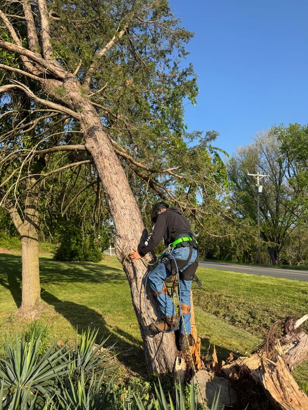 Tree Services