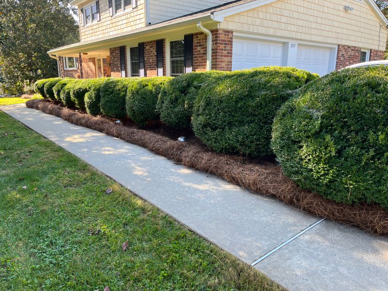 Pine Needle Installation