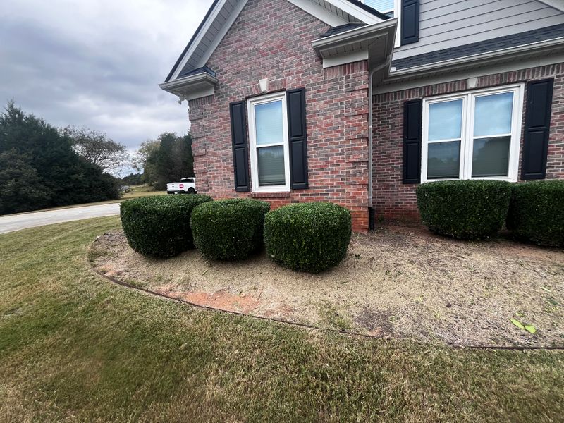 Tree & Shrub Care