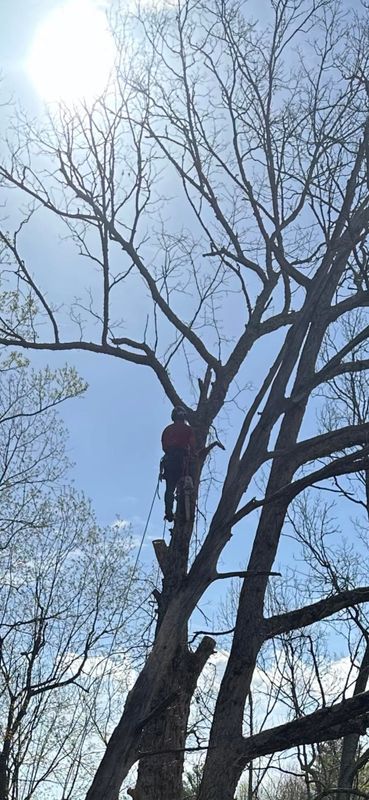 Tree Services