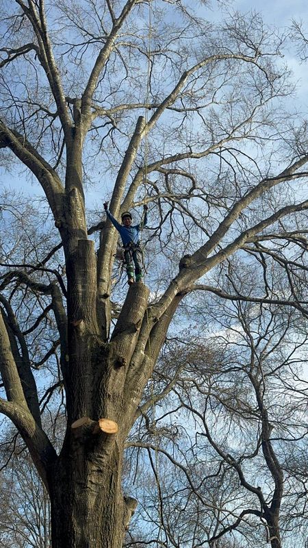 Tree Trimming