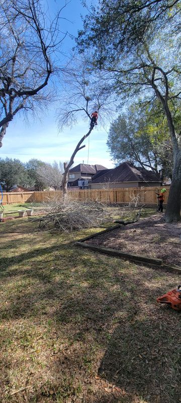 Tree Trimming