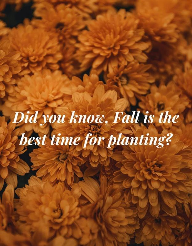 Flower Bed Design