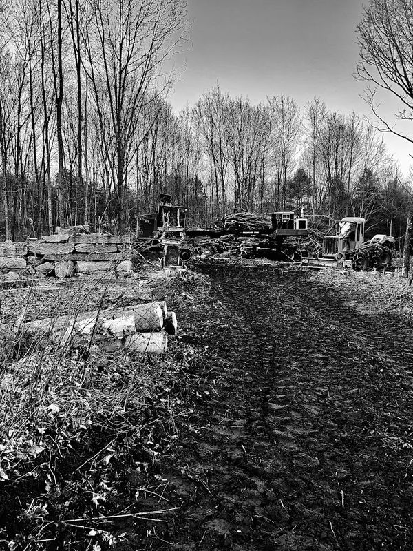 Logging
