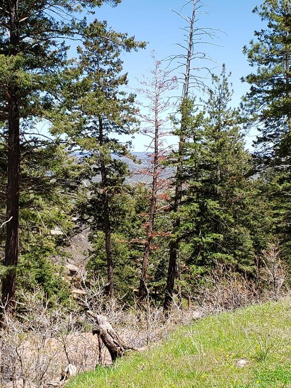 Forest Management