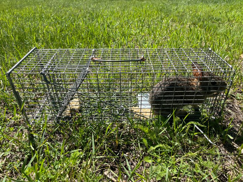 Humane Animal Trapping and Relocation