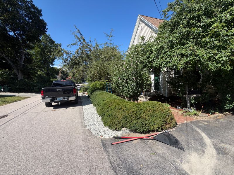 Tree Trimming & Cutting
