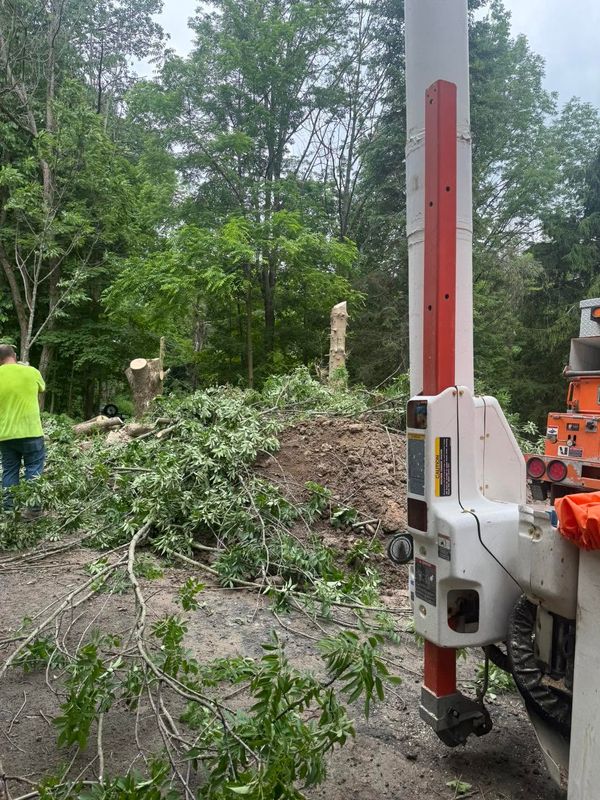 Tree Removal