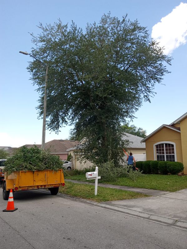Tree Services