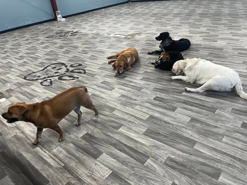 Open Play Daycare