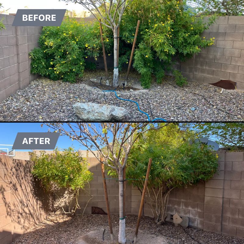 Tree & Shrub Care