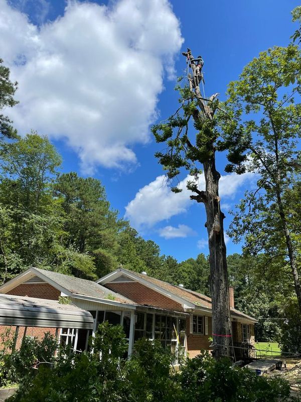 Tree Services