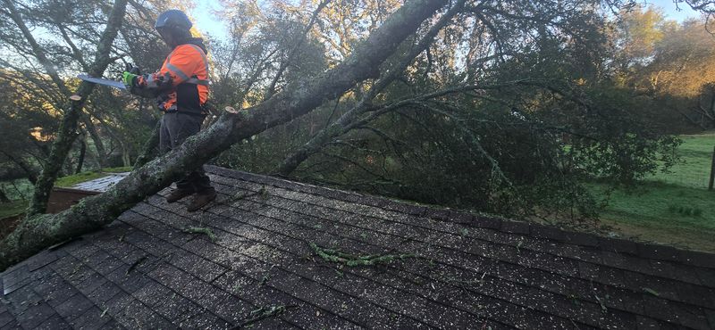 Hazardous Tree Services