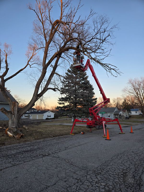 Tree Trimming