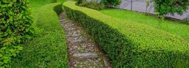 Shrub Trimming
