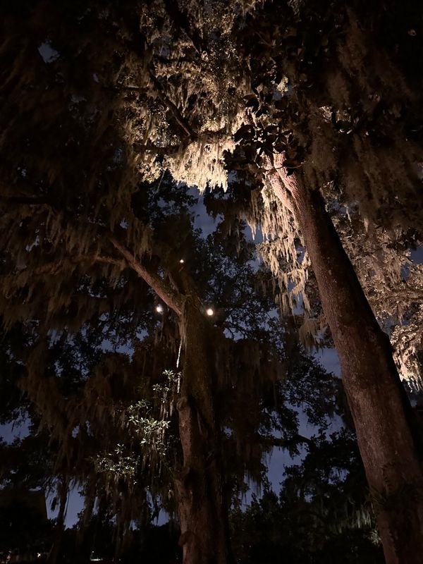 Landscape Lighting 