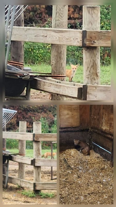 Wildlife Removal