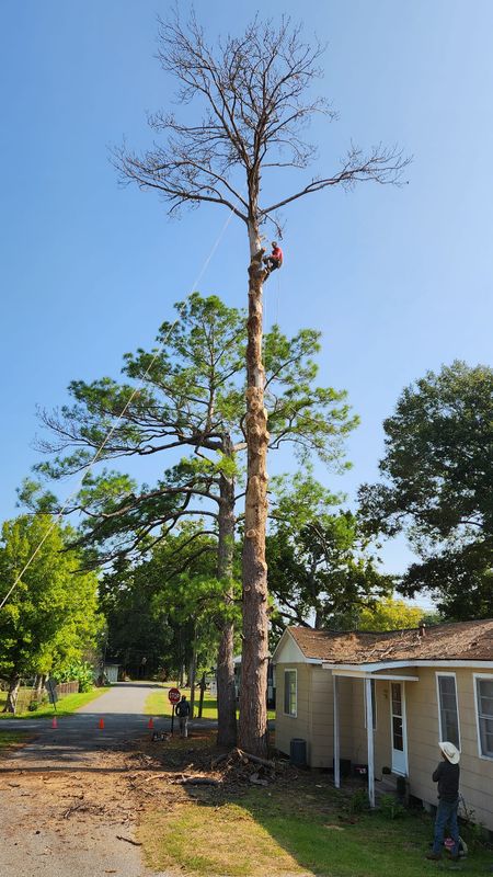 Tree Trimming