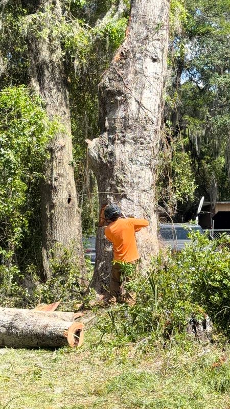 Tree Removal