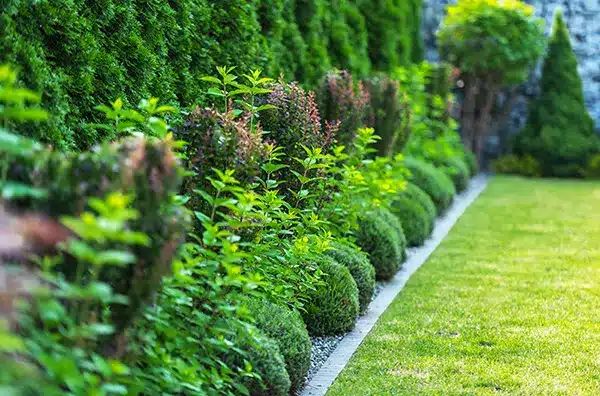 Tree and Shrub Care