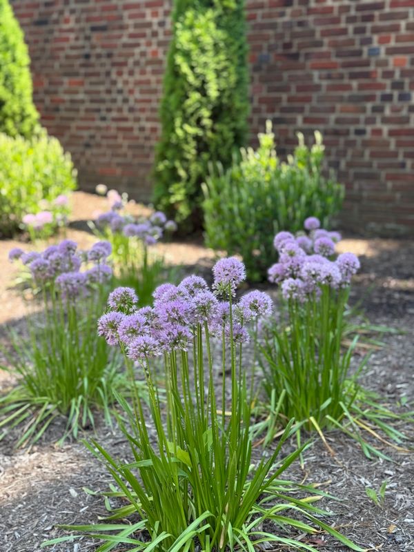 Softscaping