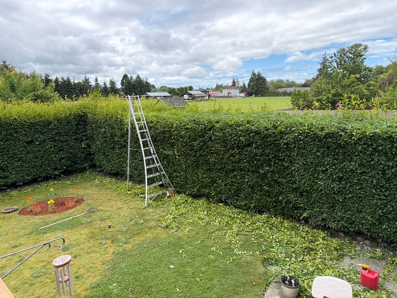 Hedge Trimming