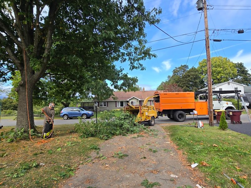 Tree Trimming