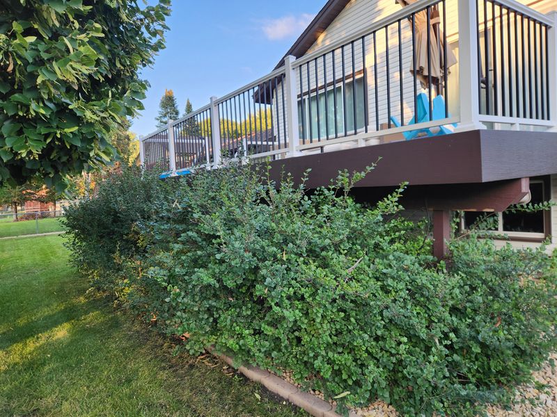 Hedge trimming 