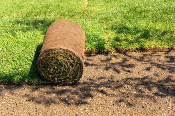 Lawn Treatment