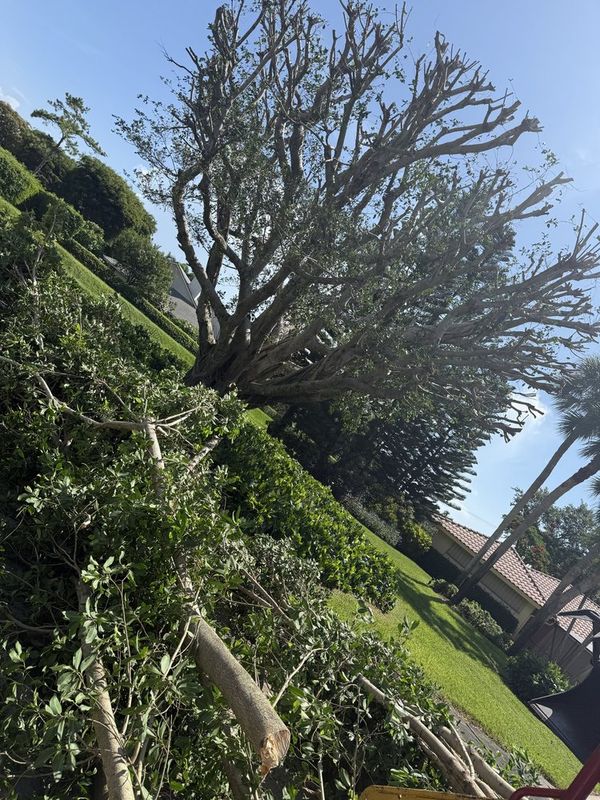 Tree Trimming