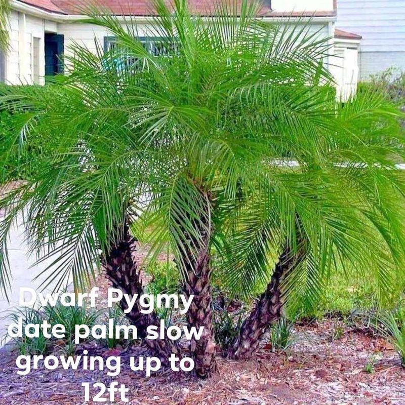 Plant and tree list