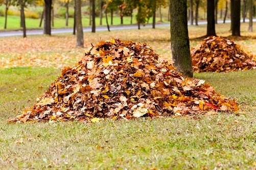 Fall and Spring Clean Up