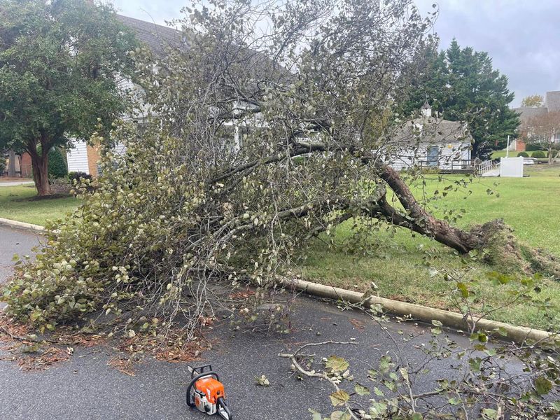 Debris Removal and Cleanup
