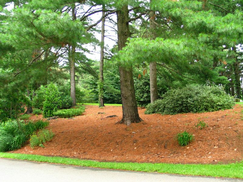 Mulching