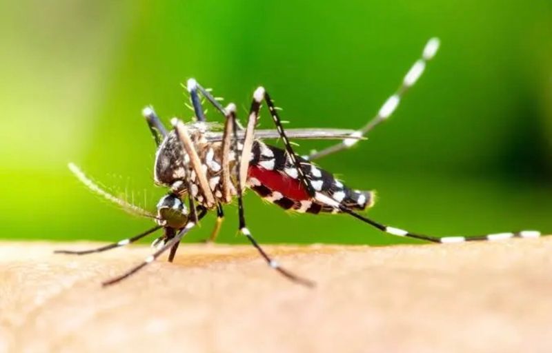 Mosquito Control