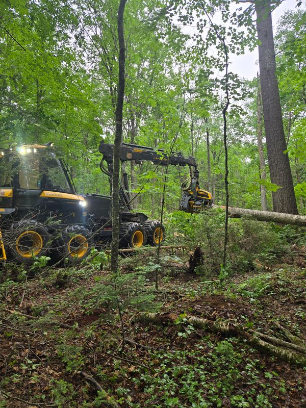 Timber Harvesting