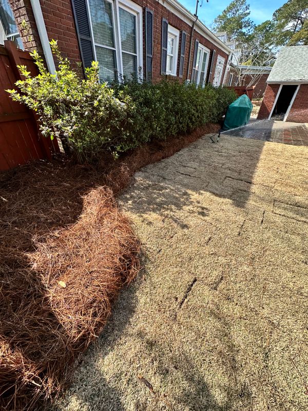 Pine Straw Installation
