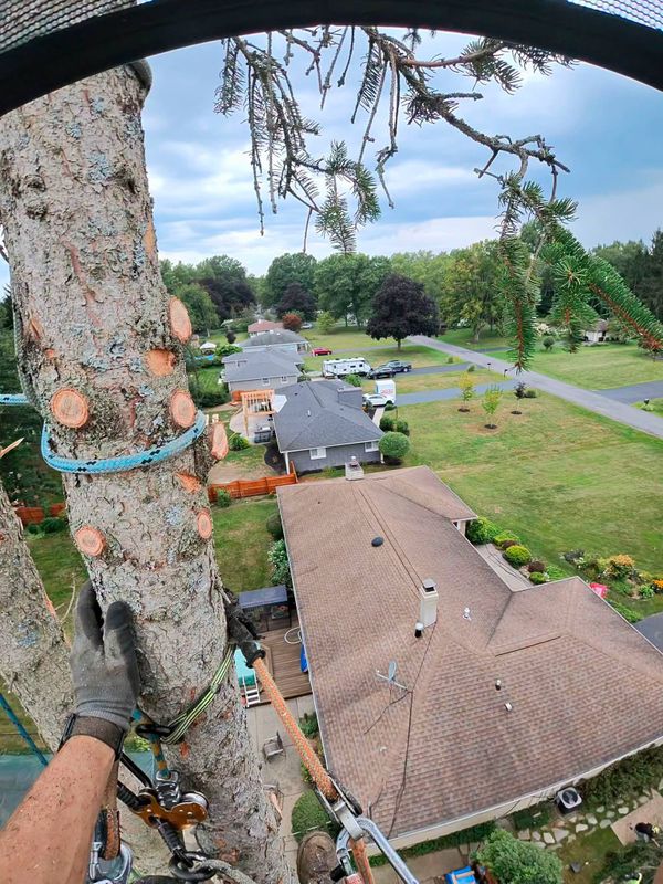 Tree Trimming