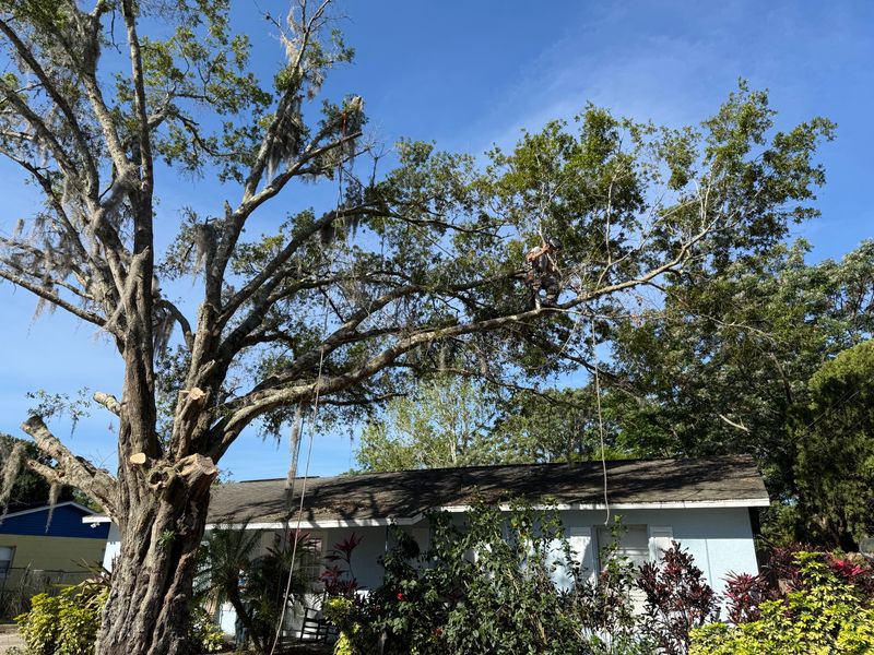 Tree Pruning