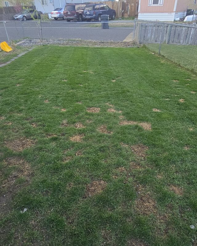 Lawn Maintenance