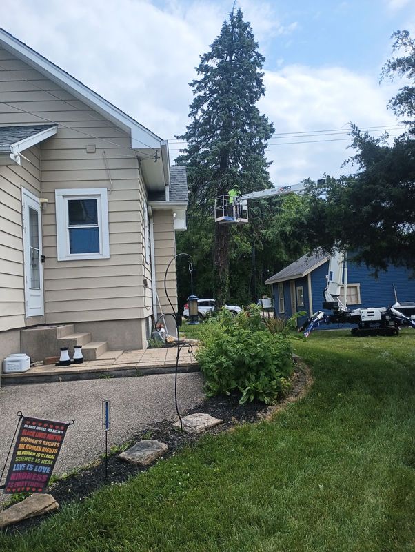 Tree Removal gallery
